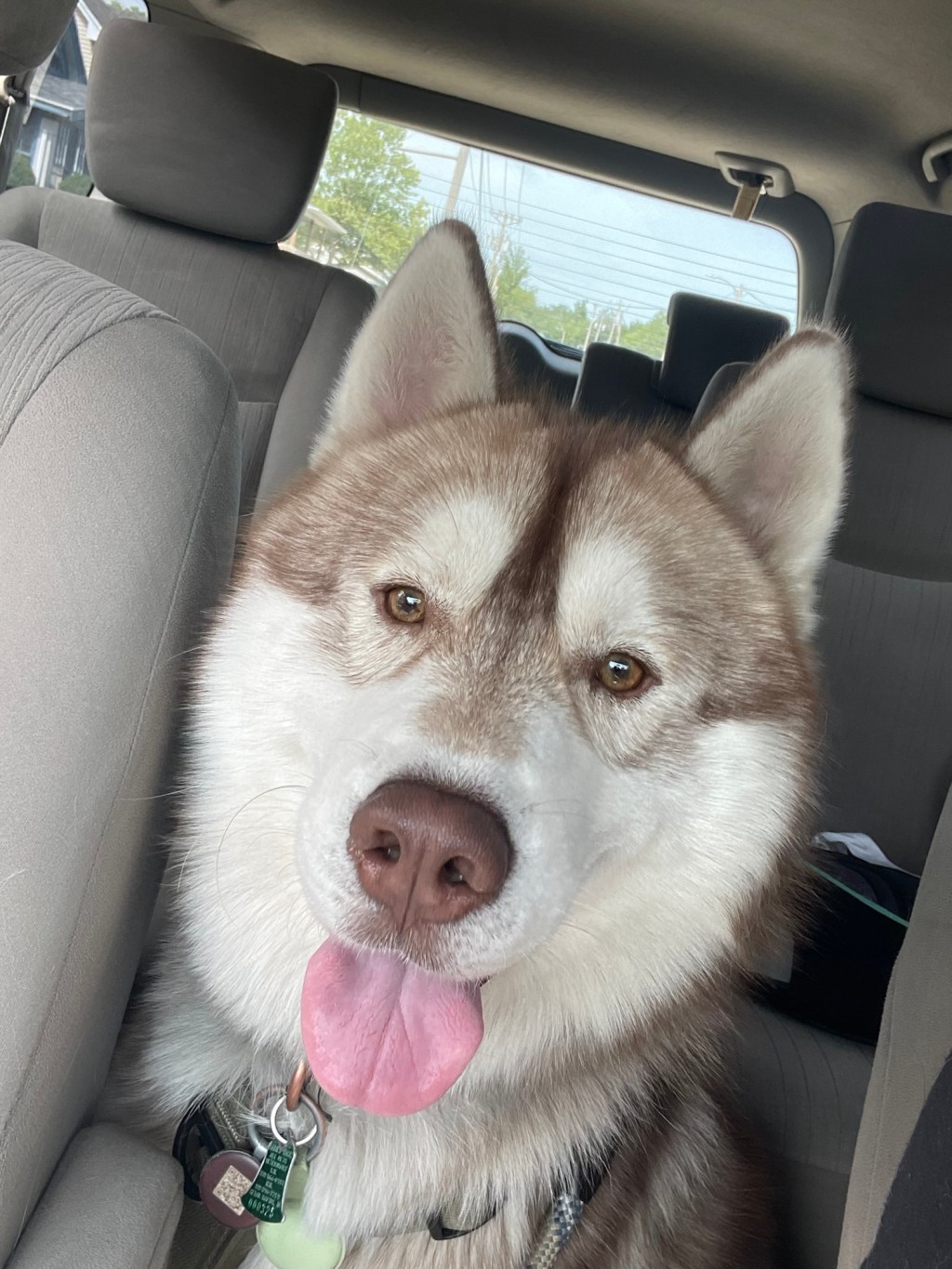 Husky Love: Equal Parts Chaos and&nbsp;Comfort